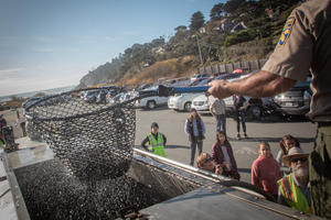 Man holding fishing net with juvenile coho salmon in it. He's about to hand it over to a research to re-release it in Redwood Creek. 