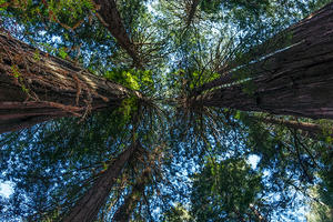 Muir Woods Historic Redwoods