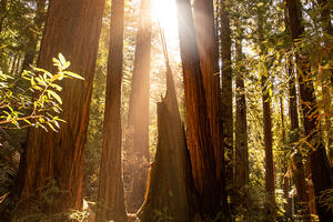 Sunlight shines through canopy at Muir Woods