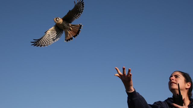 Volunteer Kendra Armer releases an American Kestrel