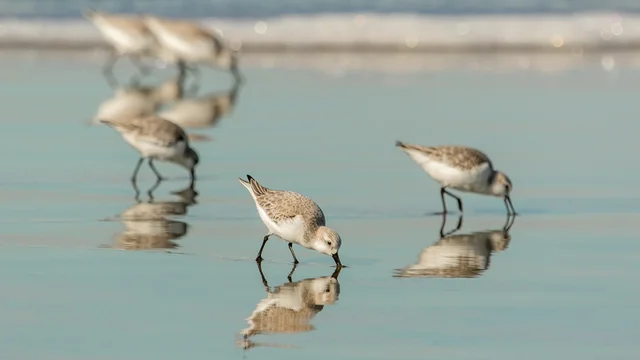 Sanderlings forage along the sandy shore of Ocean Beach.