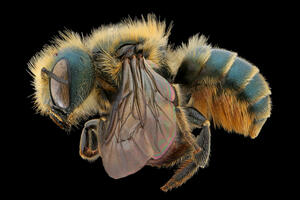 Tamalpais Bee Lab macrophotography. Shown is a blue and yellow Osmia coloradensis.