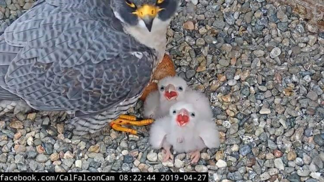 The chicks look anxious for their next meal. From the nest cameras on UC Berkeley’s Campanile Tower where Peregrine Falcons Annie and Grinnell have been nesting since 2017, and two baby chicks hatched in April 2019. 