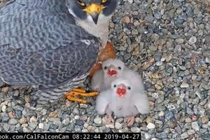 The chicks look anxious for their next meal. From the nest cameras on UC Berkeley’s Campanile Tower where Peregrine Falcons Annie and Grinnell have been nesting since 2017, and two baby chicks hatched in April 2019. 