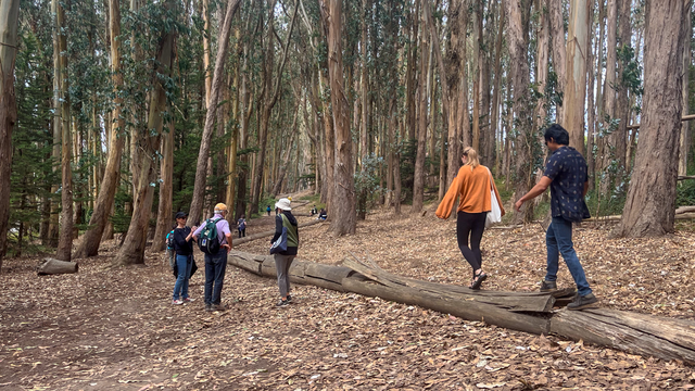 A group of people walking along the Andy Goldsworthy Woodline art installation piece in the Presidio