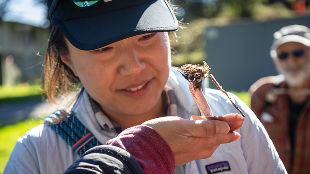 A participant checks out a mushroom at a Fungi Walk in the Presidio.
