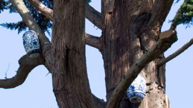 Ai Weiwei, "Western Screech Owl Habitats"