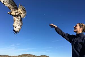 A banded juvenile Red-tailed Hawk takes flight after release.