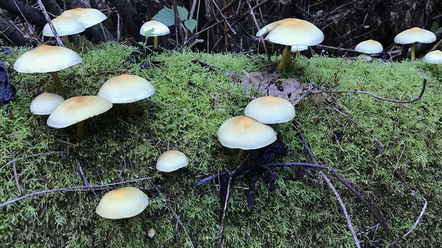 Sulfur tuft mushroom found in the Golden Gate National Parks.