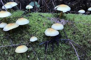 Sulfur tuft mushroom found in the Golden Gate National Parks.