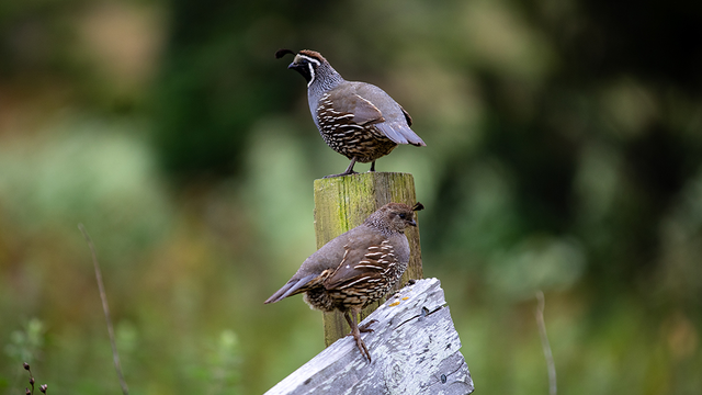 California Quail perched on a fence at Tennessee Valley.