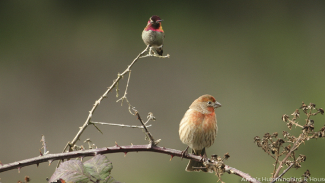 Share the beauty and wonder of the Golden Gate National Parks with our free Facebook Timeline cover images.