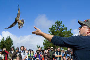 A hawk in flight