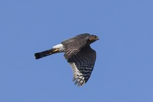 Sharp-shinned Hawk
