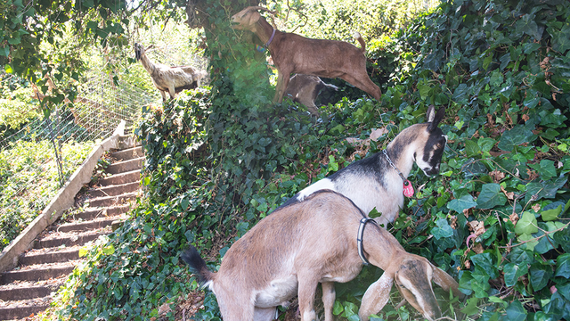 About 75 goats munched through the area as part of the East Black Point Project at Fort Mason, a former Army post that is now an amalgamation of residences, visitor destinations, and offices.