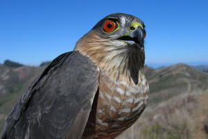 Sharp-shinned Hawk