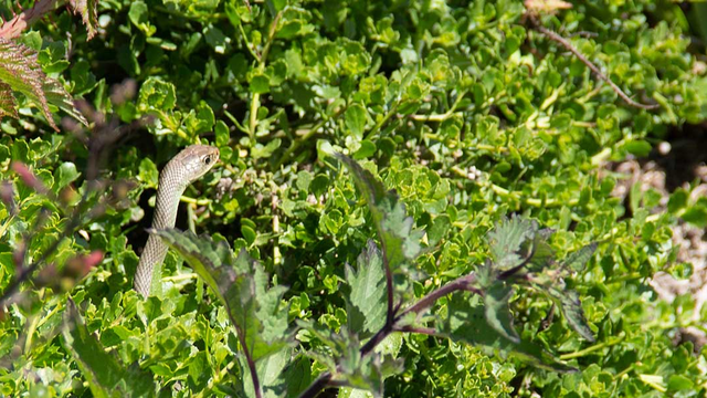 A San Francisco gartner snake spotted by volunteer Selin Ozguzer at Mori Point.