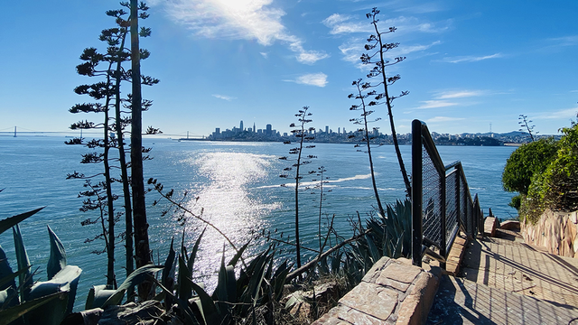 A staircase leads downward amid spiky agave plants at Alcatraz Island.
