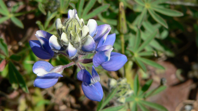 Sky lupine off Conzelman Road in the Marin Headlands