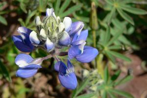 Sky lupine off Conzelman Road in the Marin Headlands
