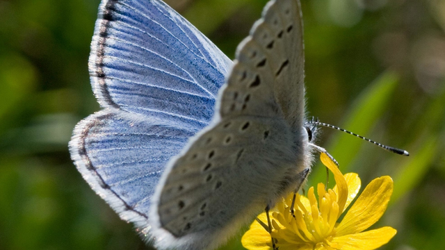 Mission blue butterfly