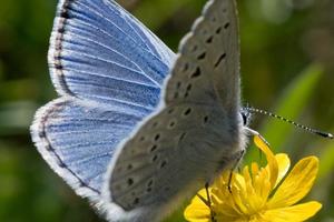 Mission blue butterfly