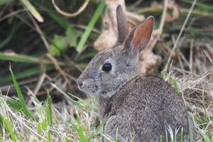 Western brush rabbit