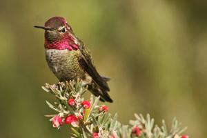 Anna's hummingbird