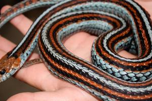 San Francisco garter snake