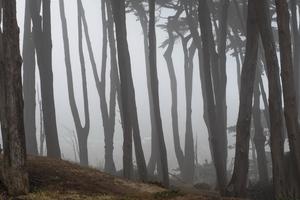 Cypress trees in fog at Lands End