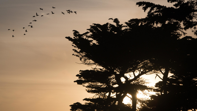 Sunset through the cypress at Lands End