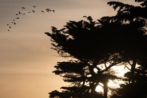 Sunset through the cypress at Lands End