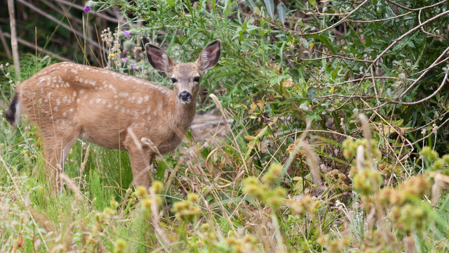 Fawn strikes a pose in the brush