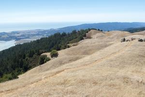 Trail atop Bolinas Ridge