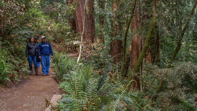 Visitors stroll through Muir Woods