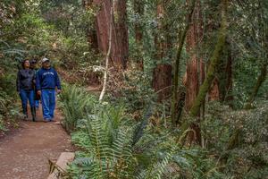 Visitors stroll through Muir Woods