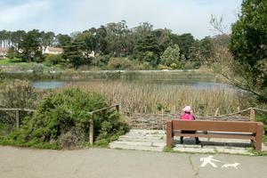 Mountain Lake in the Presidio