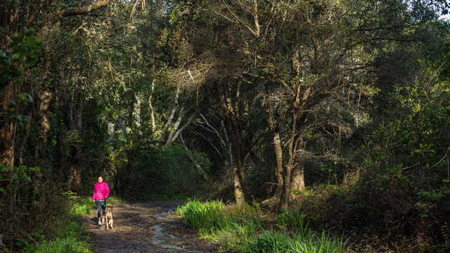 Dog walker takes her leashed dog through Oakwood Valley