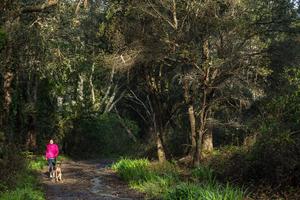 Dog walker takes her leashed dog through Oakwood Valley