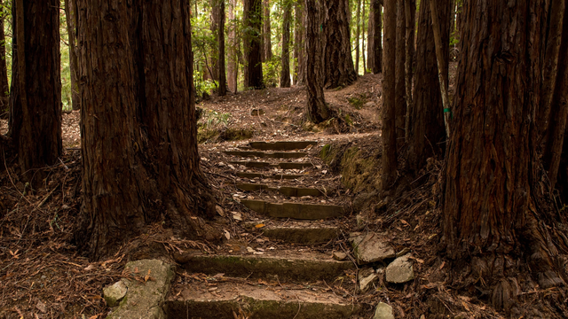 Pathway steps at Camp Alice Eastwood