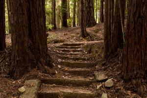 Pathway steps at Camp Alice Eastwood