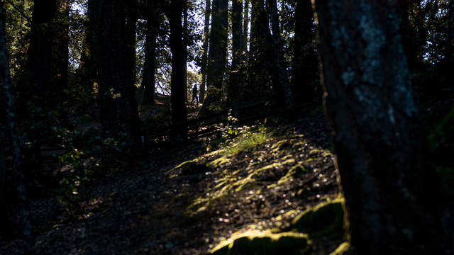 Hiking near Pantoll Campground