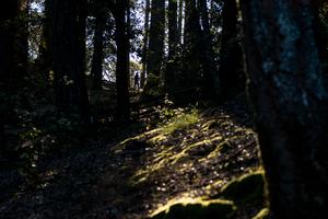 Hiking near Pantoll Campground