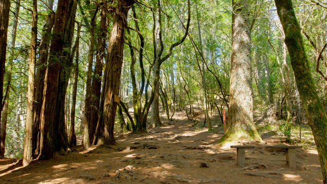 Intersection of the Lost Trail and Canopy View Trail