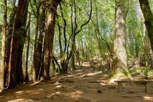 Intersection of the Lost Trail and Canopy View Trail