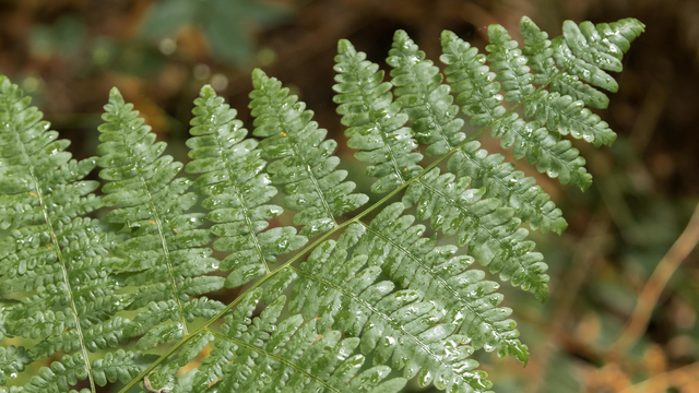 Water drops on fern