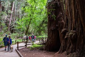 Boardwalk trail along Redwood Creek through Muir Woods