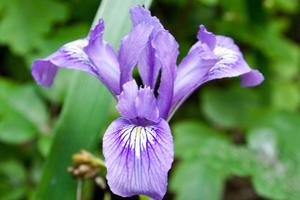 Douglas iris in Phleger Estate