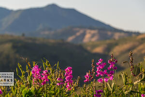 Pink wildflowers in foreground with Mt. Tam in the background