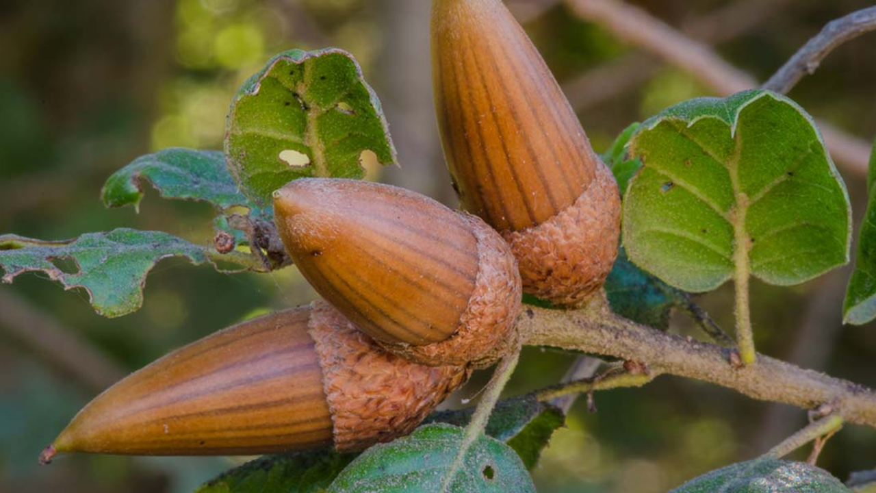 Live oak acorns.